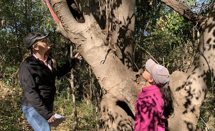 (L-R) UQ’s Ciara O’Brien and Brooke Johnstone sizing up a giant, invasive Chinese elm tree.